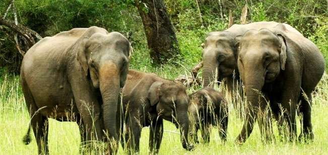 bandipur-national-park-south-india-tour-packages-pondicehrry-chennai-taxiservices